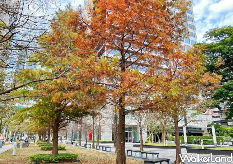 信義區落羽松 / WalkerLand窩客島整理提供 未經許可不可轉載