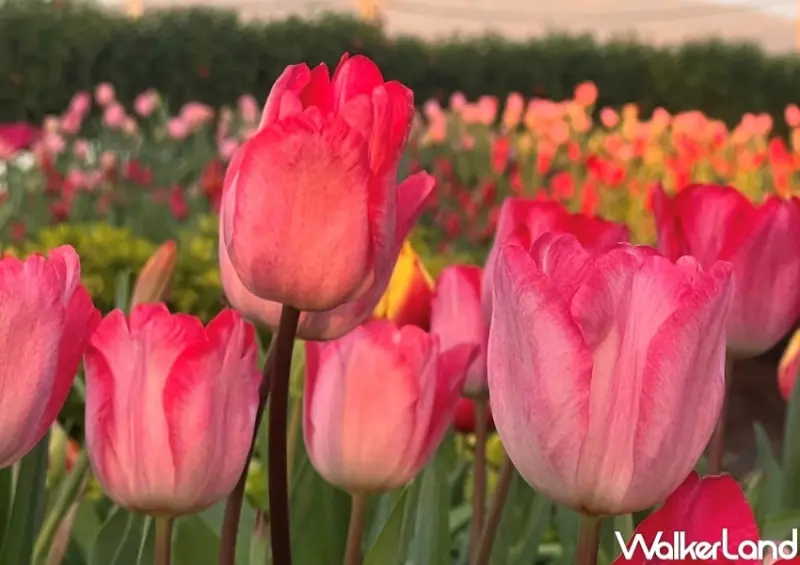 中社觀光花市 / WalkerLand窩客島整理提供 未經許可，不得轉載