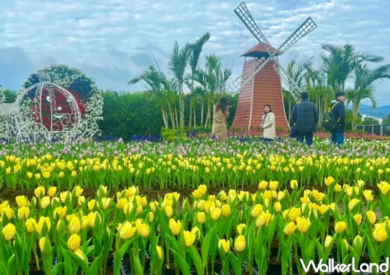中社觀光花市 / WalkerLand窩客島整理提供 未經許可，不得轉載
