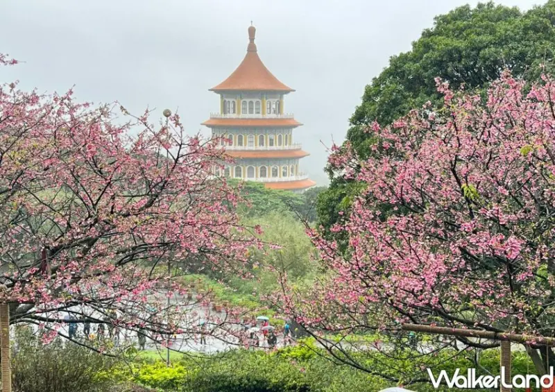 2024天元宮櫻花季 / WalkerLand窩客島整理提供 未經許可不可轉載