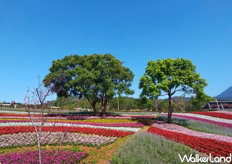 北投「三層崎花海」 / WalkerLand窩客島整理提供 未經許可不可轉載