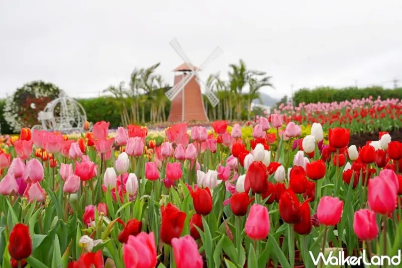 中社觀光花市 / WalkerLand窩客島整理提供 未經許可，不得轉載