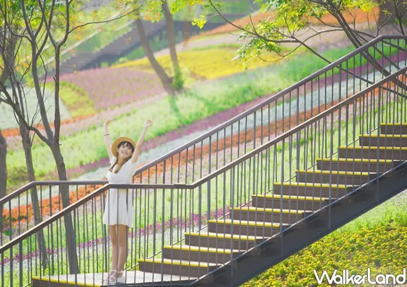 北投「三層崎花海」 / WalkerLand窩客島整理提供 未經許可不可轉載