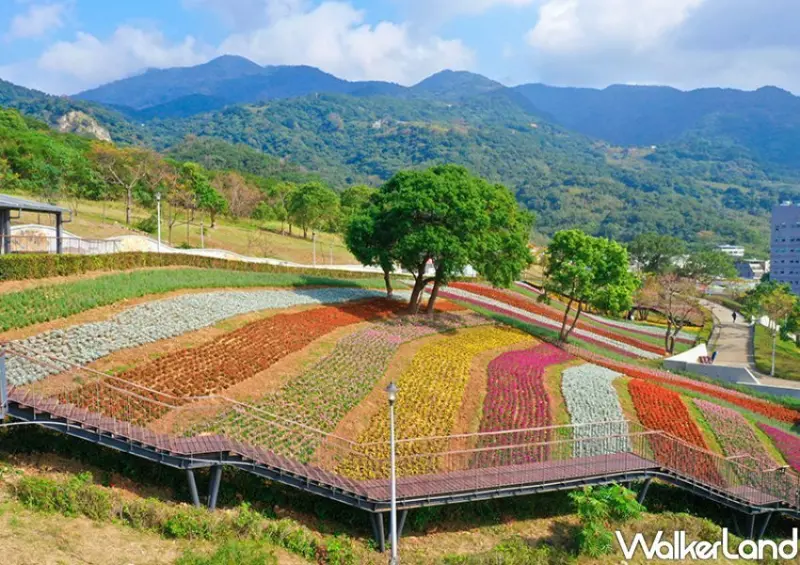 北投「三層崎花海」 / WalkerLand窩客島整理提供 未經許可不可轉載