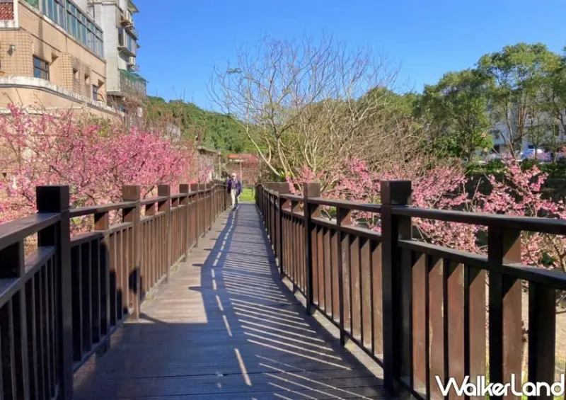 2023內湖樂活夜櫻季 / WalkerLand窩客島整理提供 未經許可不可轉載