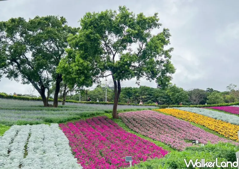 北投「三層崎花海」 / WalkerLand窩客島整理提供 未經許可不可轉載