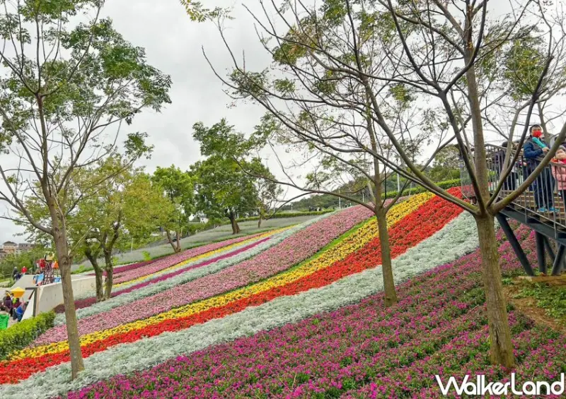北投三層崎花海 / WalkerLand窩客島整理提供 未經許可不可轉載