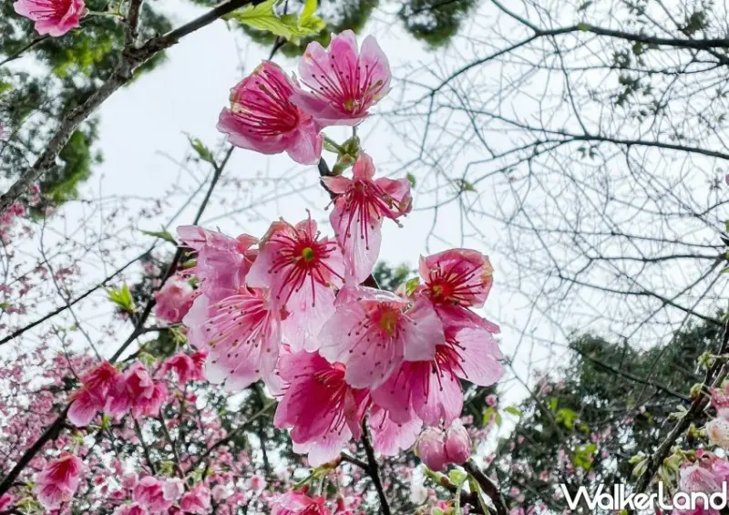天元宮浪漫櫻花季 / WalkerLand窩客島整理提供 未經許可不可轉載