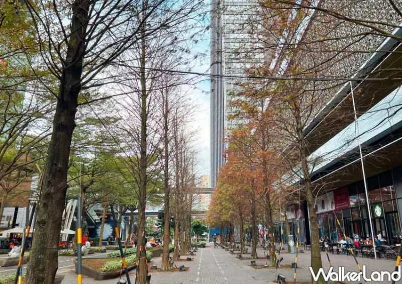 信義區「星巴克落羽松門市」 / WalkerLand窩客島整理提供 未經許可不可轉載