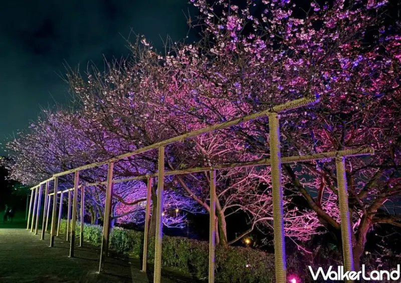 2024天元宮櫻花季 / WalkerLand窩客島整理提供 未經許可不可轉載