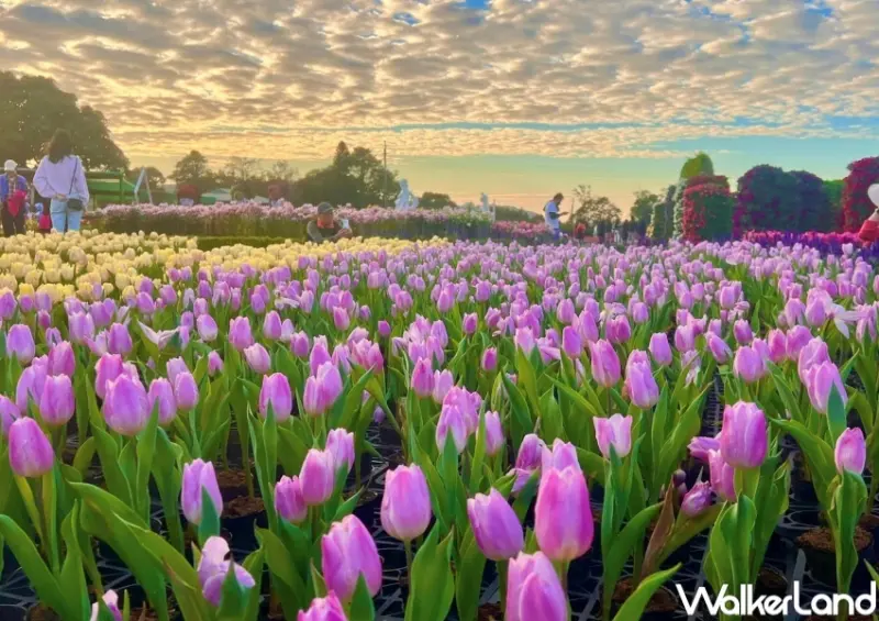 中社觀光花市 / WalkerLand窩客島整理提供 未經許可，不得轉載