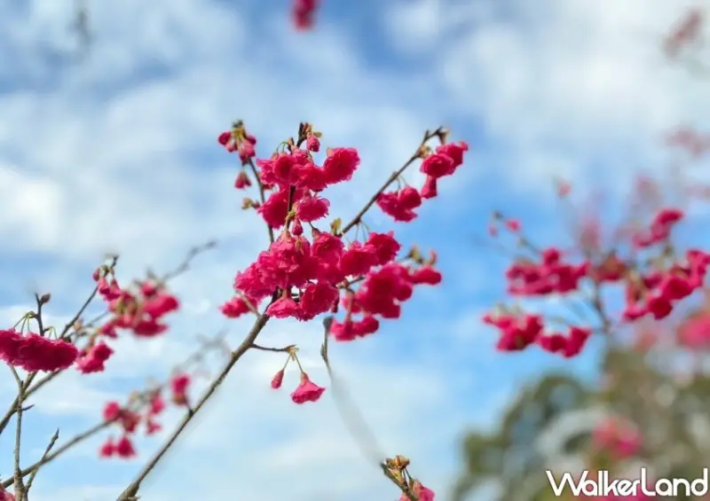 2023陽明山花季/ WalkerLand窩客島整理提供 未經許可不可轉載