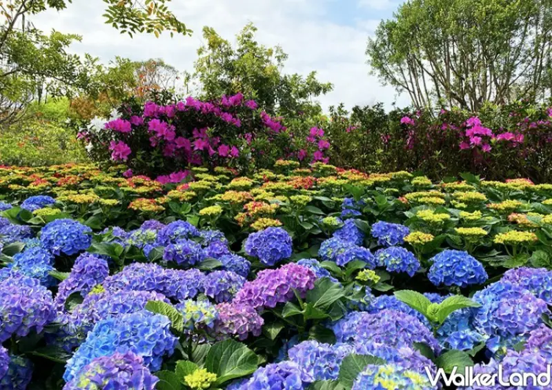 大安森林公園「2023台北杜鵑花季」 / WalkerLand窩客島整理提供 未經許可不可轉載