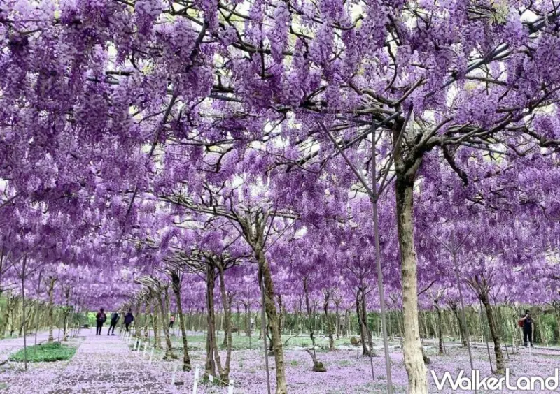 淡水紫藤咖啡園 / WalkerLand窩客島整理提供 未經許可不可轉載