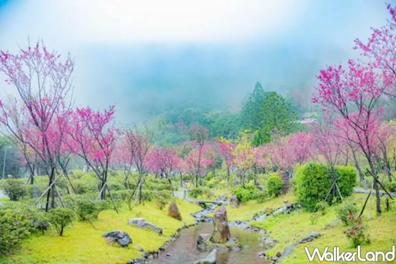 2023陽明山花季/ WalkerLand窩客島整理提供 未經許可不可轉載