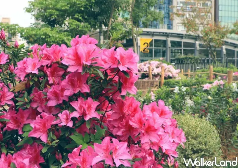 大安森林公園「2023台北杜鵑花季」 / WalkerLand窩客島整理提供 未經許可不可轉載