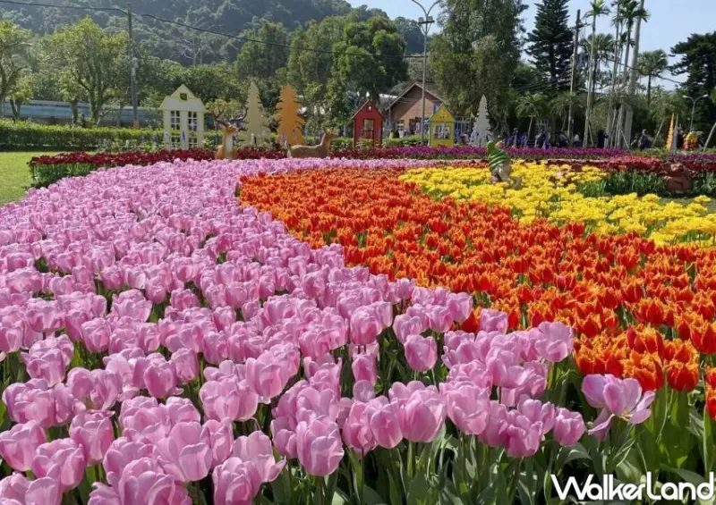 2023士林官邸鬱金香展/ WalkerLand窩客島整理提供 未經許可不可轉載