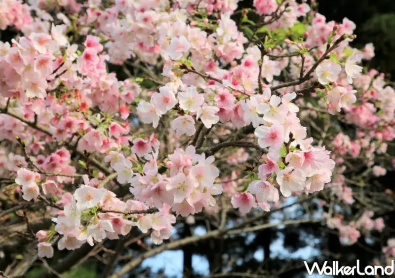2024中正紀念堂櫻花季 / WalkerLand窩客島整理提供 未經許可不可轉載