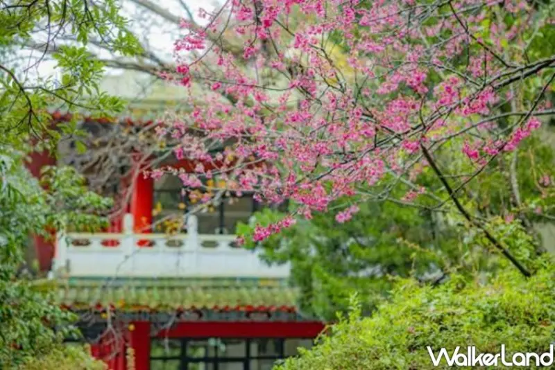 2023陽明山花季/ WalkerLand窩客島整理提供 未經許可不可轉載