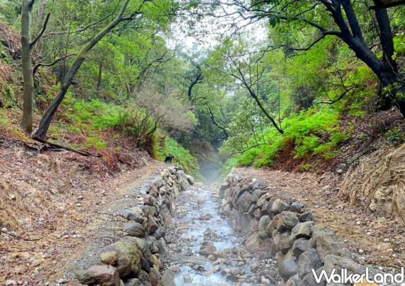 陽明山紫明溪步道 / WalkerLand窩客島整理提供 未經許可不可轉載