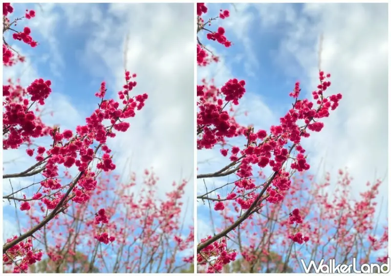 2023陽明山花季/ WalkerLand窩客島整理提供 未經許可不可轉載