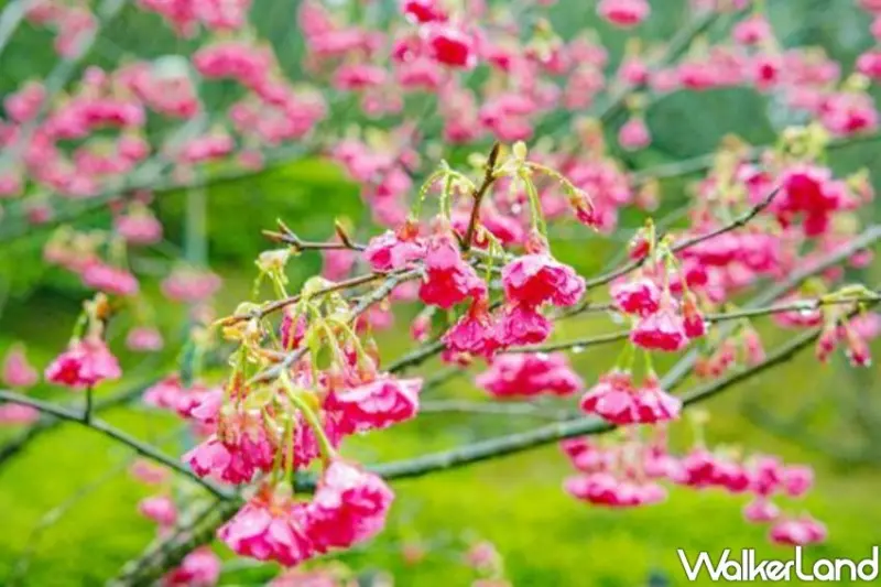 2023陽明山花季/ WalkerLand窩客島整理提供 未經許可不可轉載