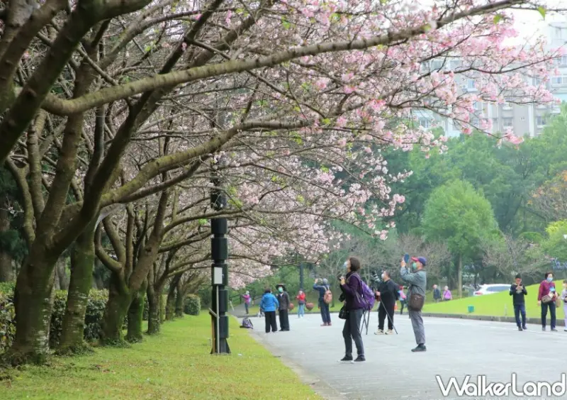 2023中正紀念堂櫻花季 / WalkerLand窩客島整理提供 未經許可不可轉載