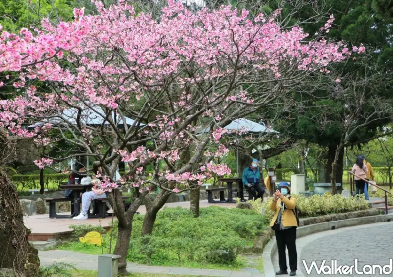 2024中正紀念堂櫻花季 / WalkerLand窩客島整理提供 未經許可不可轉載