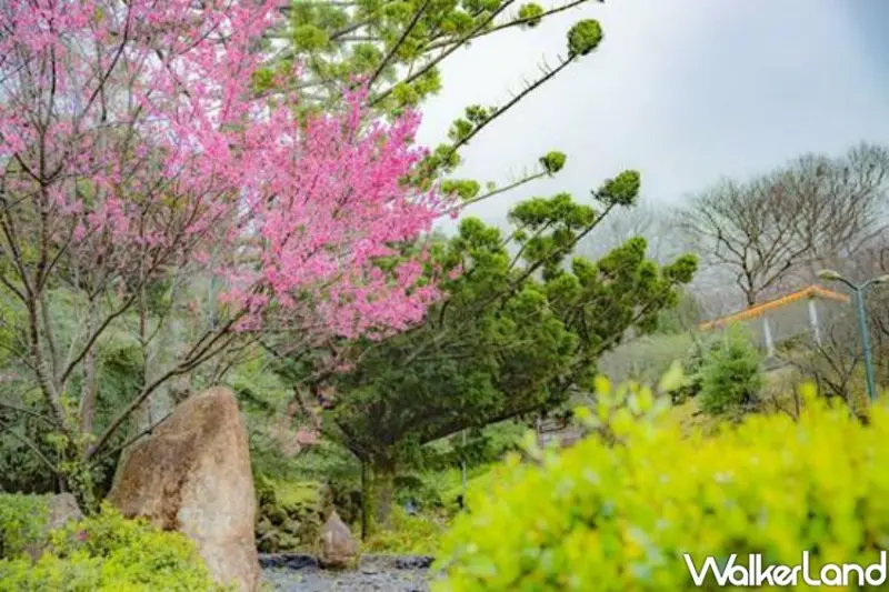 2023陽明山花季/ WalkerLand窩客島整理提供 未經許可不可轉載