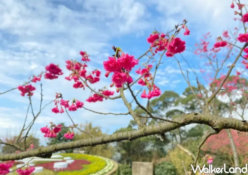 2023陽明山花季/ WalkerLand窩客島整理提供 未經許可不可轉載