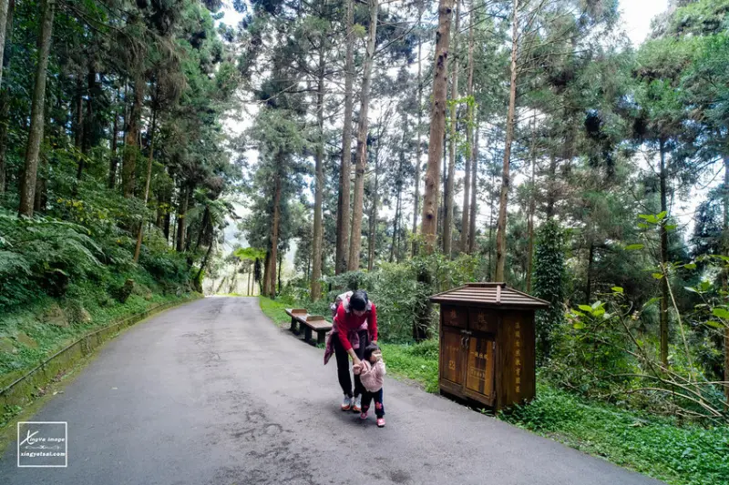  南投自然系景點：溪頭自然教育園區/ WalkerLand窩客島整理提供 未經許可不可轉載