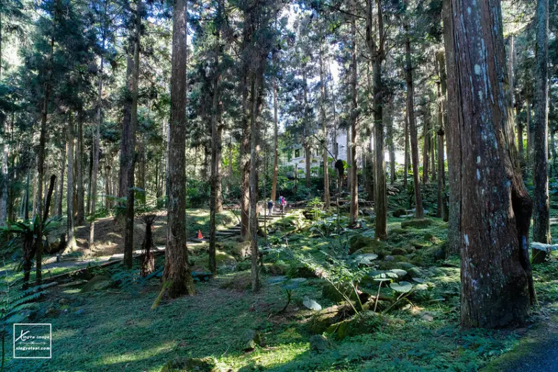 南投自然系景點：溪頭自然教育園區 / WalkerLand窩客島整理提供 未經許可不可轉載