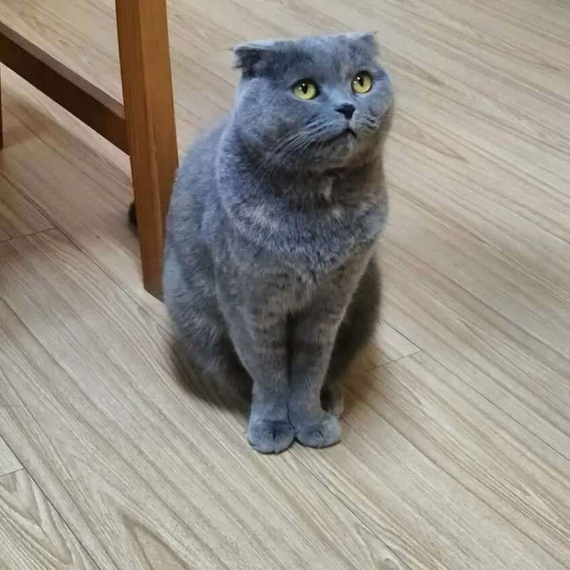 不管是貓控｜還是喜歡放鬆發呆的你｜來杯咖啡享受被喵喵包圍｜喵咪文創咖啡館