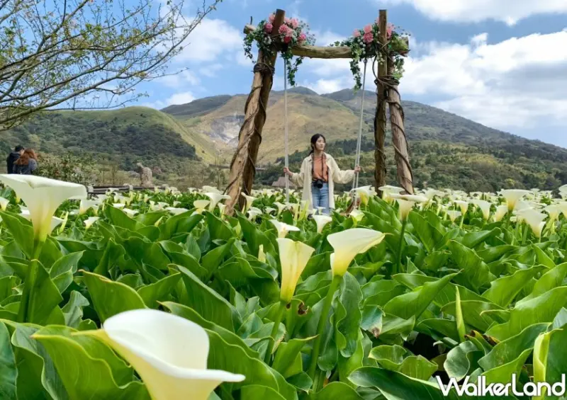 竹子湖海芋 / WalkerLand窩客島整理提供 未經許可不可轉載