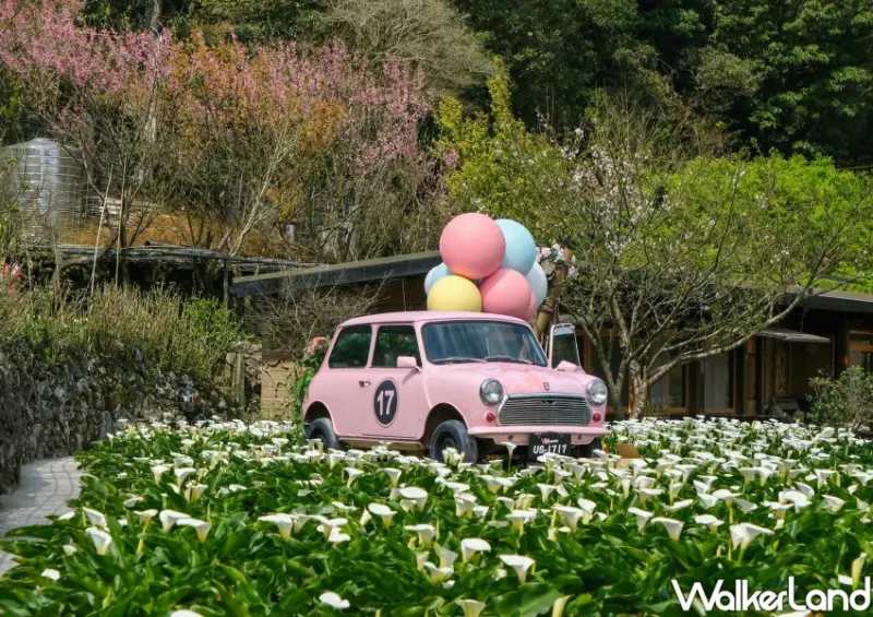 竹子湖海芋 / WalkerLand窩客島整理提供 未經許可不可轉載