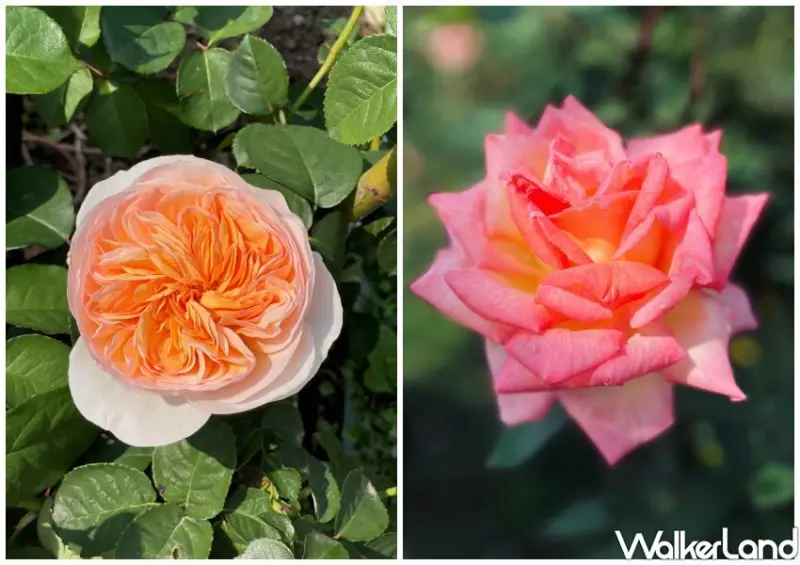 2023台北玫瑰展「玫好幸福」/ WalkerLand窩客島整理提供 未經許可不可轉載