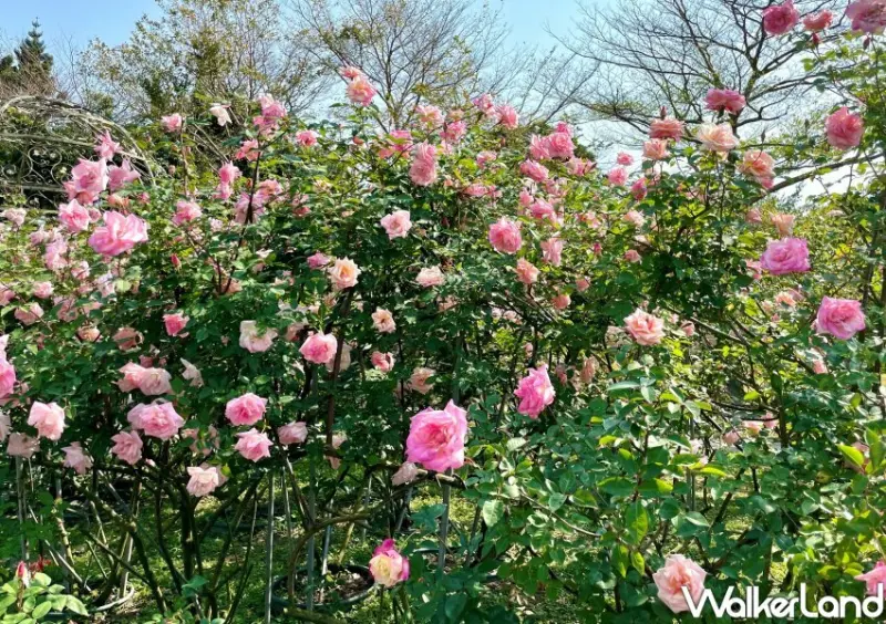 2023台北玫瑰展「玫好幸福」/ WalkerLand窩客島整理提供 未經許可不可轉載