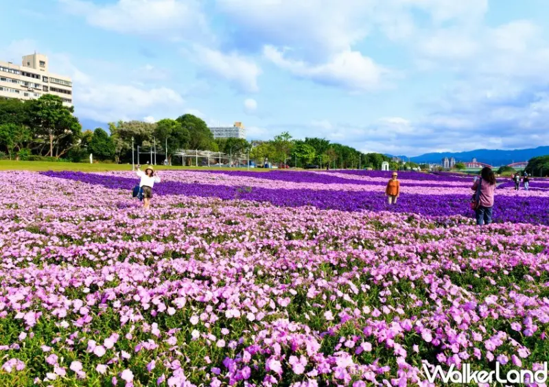 古亭河濱公園「醉蝶花小秘境、矮牽牛花海」/ WalkerLand窩客島整理提供 未經同意不可轉載