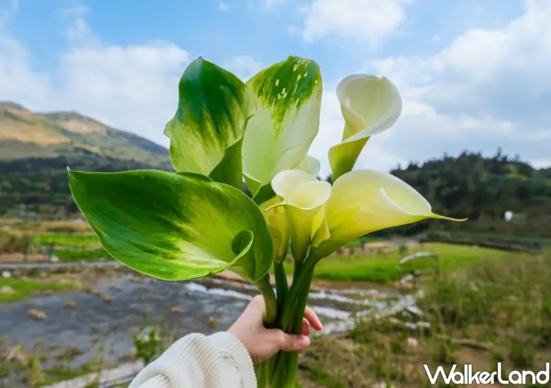 竹子湖海芋 / WalkerLand窩客島整理提供 未經許可不可轉載