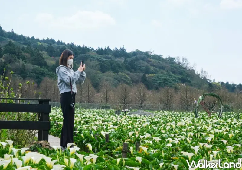 竹子湖海芋 / WalkerLand窩客島整理提供 未經許可不可轉載