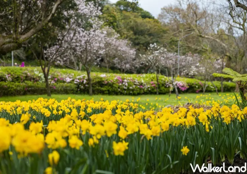 陽明山櫻花/ WalkerLand窩客島整理提供 未經許可不可轉載
