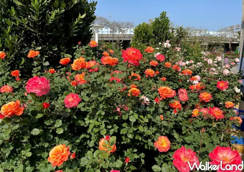 2023台北玫瑰展「玫好幸福」/ WalkerLand窩客島整理提供 未經許可不可轉載
