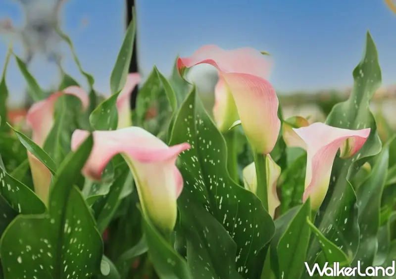 2023桃園彩色海芋季/ WalkerLand窩客島整理提供 未經許可不可轉載