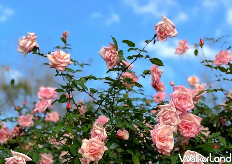 2023台北玫瑰展「玫好幸福」/ WalkerLand窩客島整理提供 未經許可不可轉載