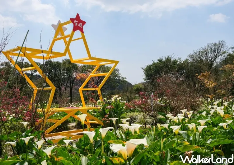 竹子湖海芋 / WalkerLand窩客島整理提供 未經許可不可轉載