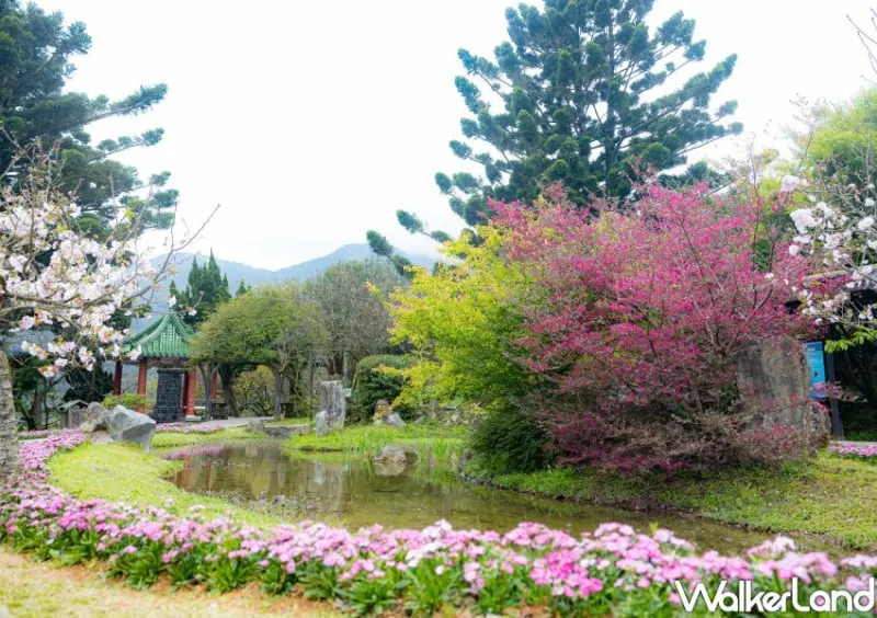 陽明山櫻花/ WalkerLand窩客島整理提供 未經許可不可轉載