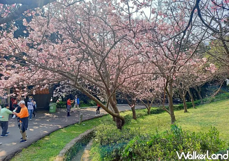 陽明山櫻花/ WalkerLand窩客島整理提供 未經許可不可轉載