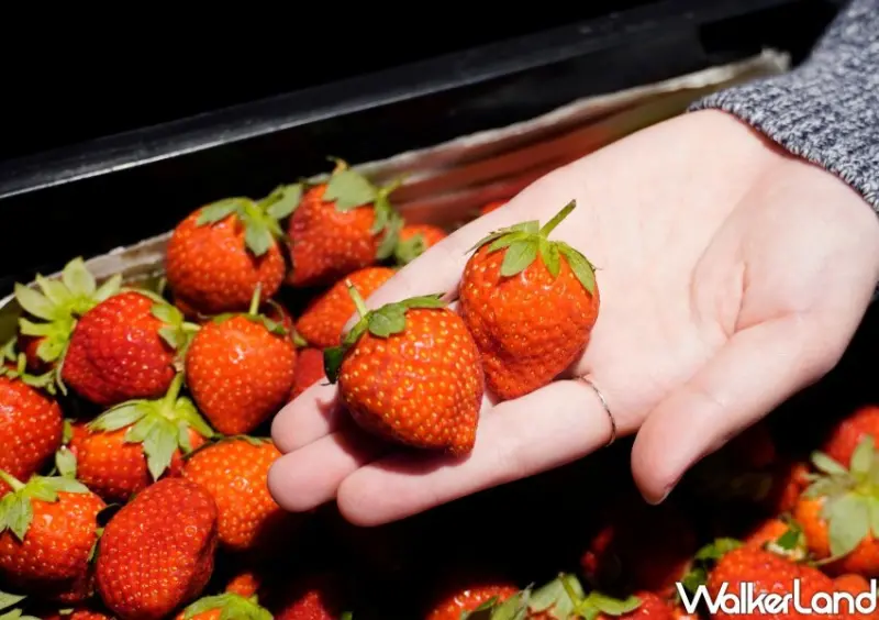 馬辣草莓吃到飽/ WalkerLand窩客島整理提供 未經同意不可轉載