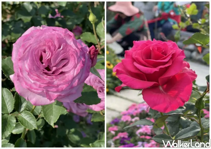 2023台北玫瑰展「玫好幸福」/ WalkerLand窩客島整理提供 未經許可不可轉載