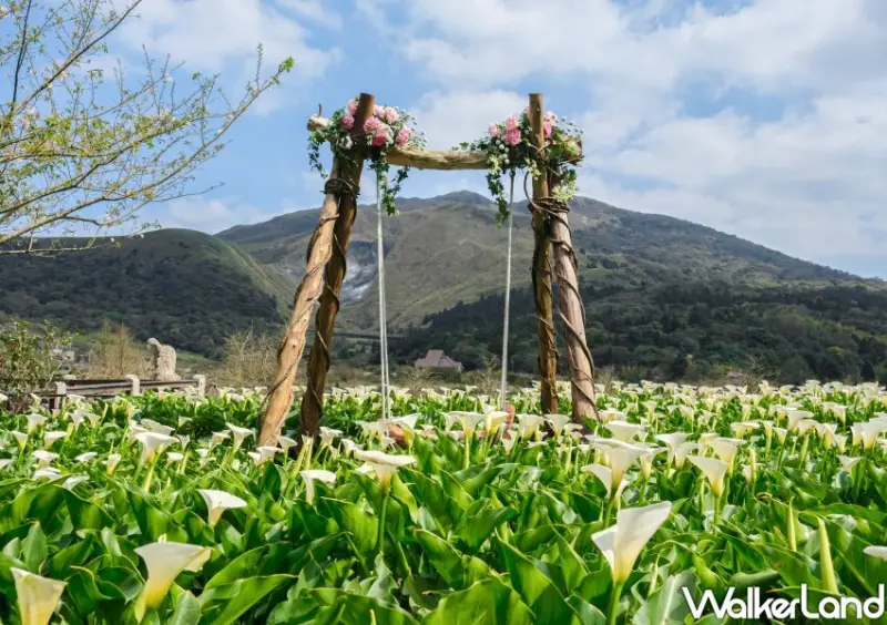 竹子湖海芋 / WalkerLand窩客島整理提供 未經許可不可轉載